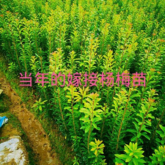 靖州县一年杨梅苗，有台梅，东魁，黑炭