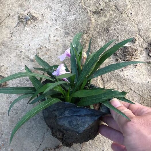 中山市广东中山 紫花翠芦莉 粉花翠芦莉 矮化翠芦莉
