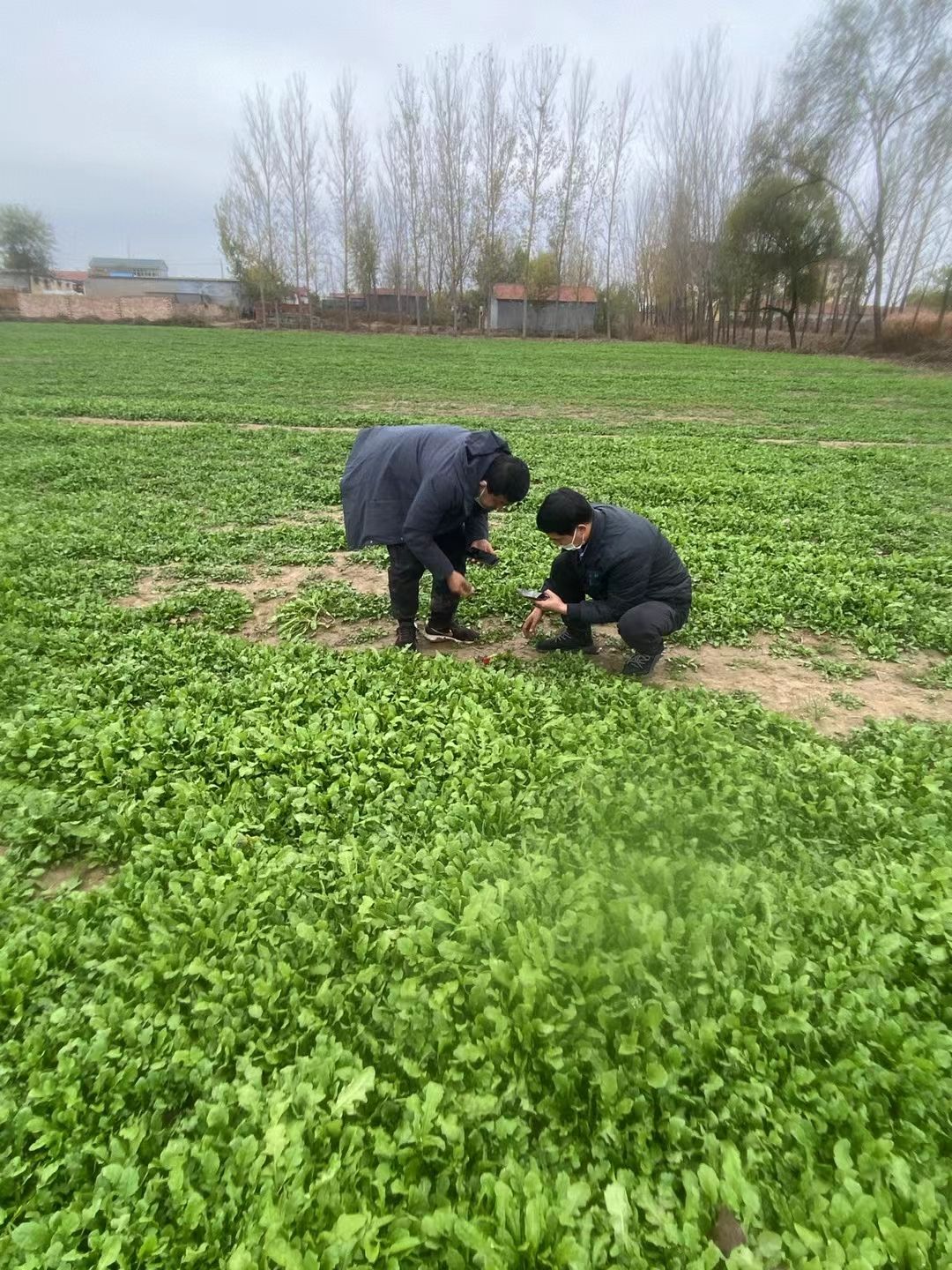 郓城县百亩露天荠菜上市，保证新鲜，现挖现法，可供市场，商超，电商