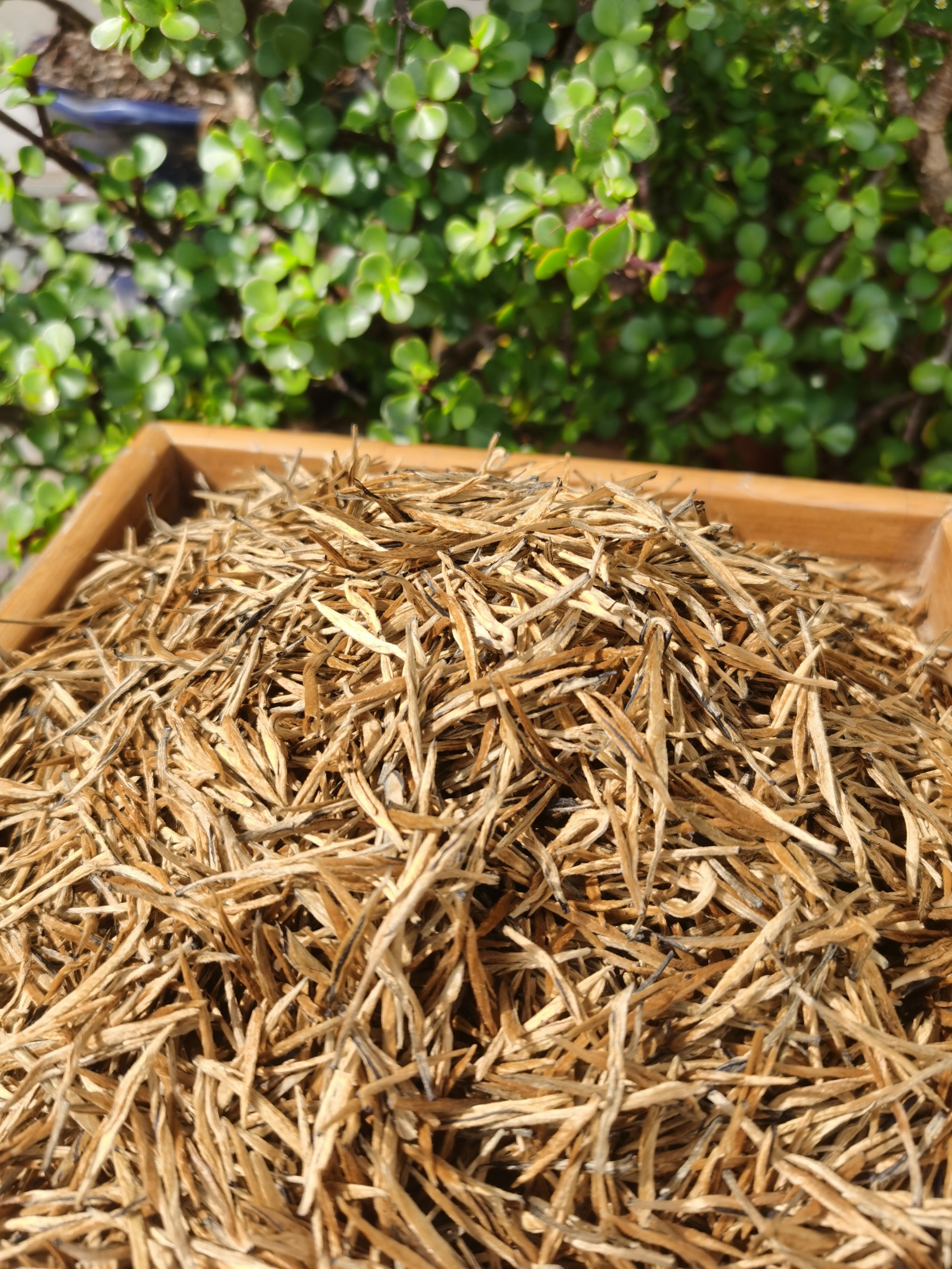 滇红茶蜜香小金针 单芽红茶 蜜香金针红茶