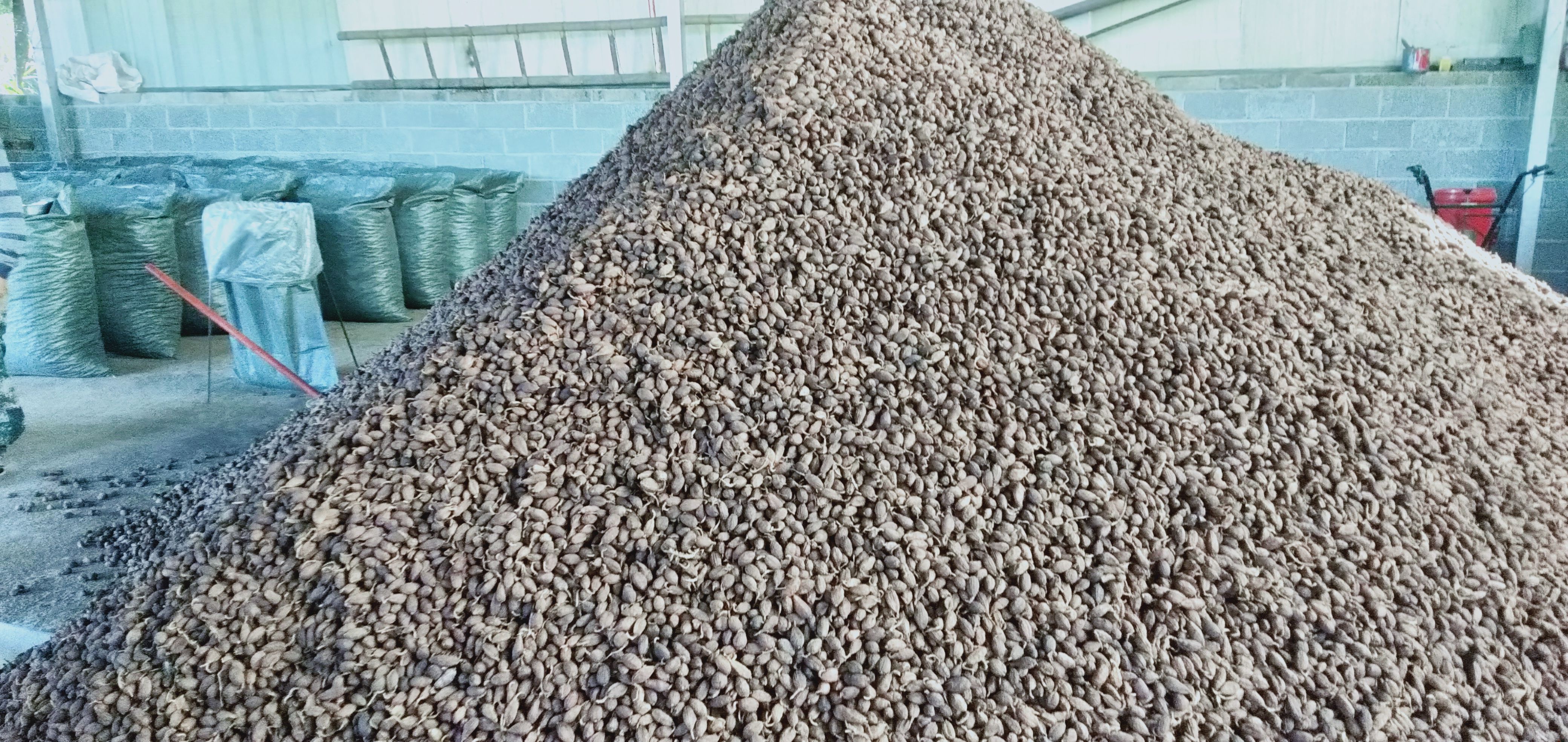 云南德宏盈江农家草果