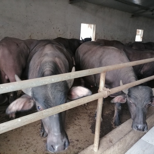 淮安老口水牛30头出栏 均重1100—1200斤 18一斤 出肉