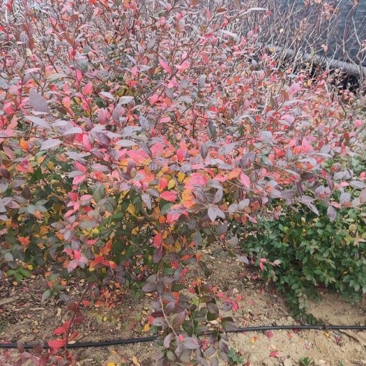 栖霞市低价出售占地蓝莓薄雾 莱格西 绿宝石