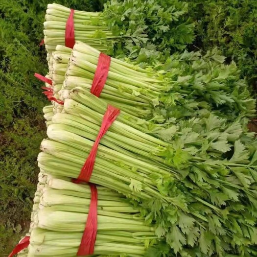 夏邑县大棚西芹 大颗中细颗 小颗 应有尽有  亮度好 口感好