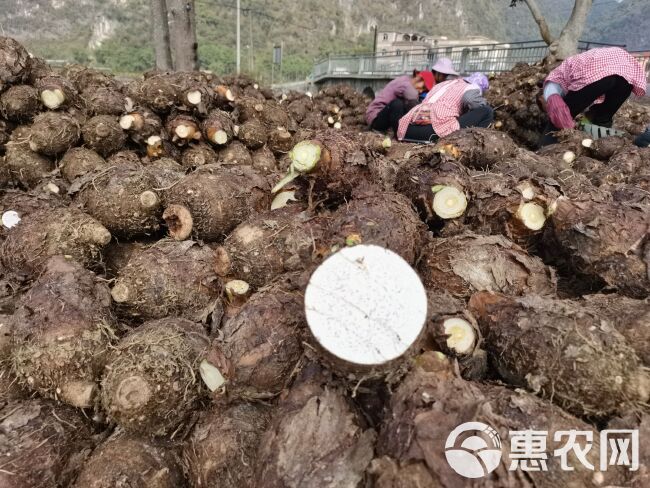 香芋  全年供应荔浦芋头，超市，酒店，保质保量，一件代发