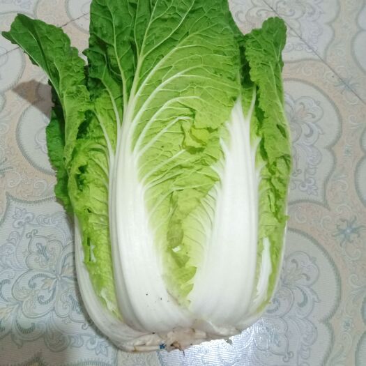 安顺白菜