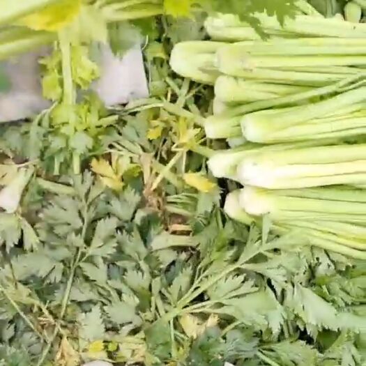 启东市西芹