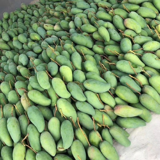 昌宁县云南保山金煌芒