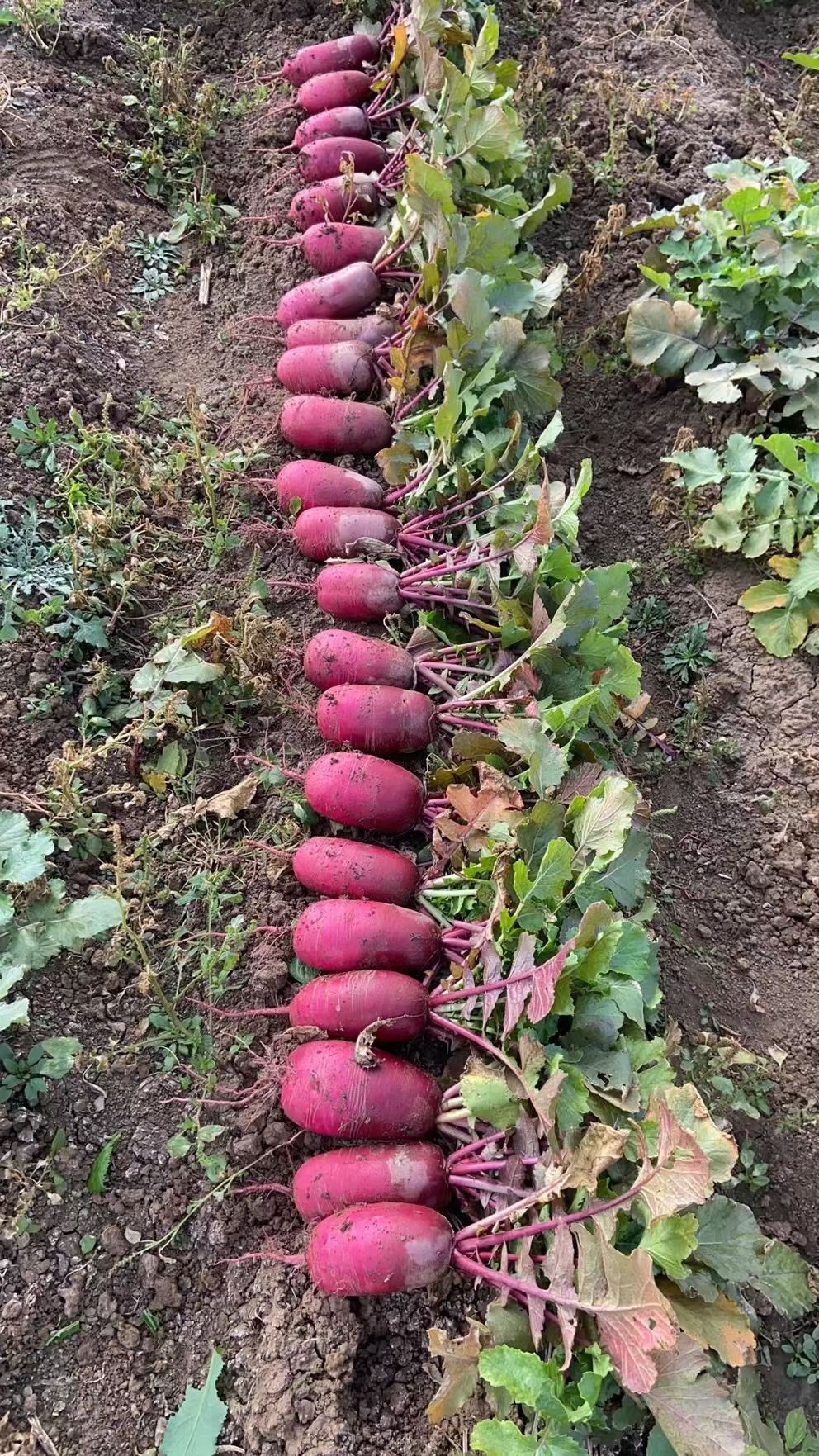 冷棚紫美人凤梨萝卜七星绿帅103等水果萝卜大量上市需要的联系