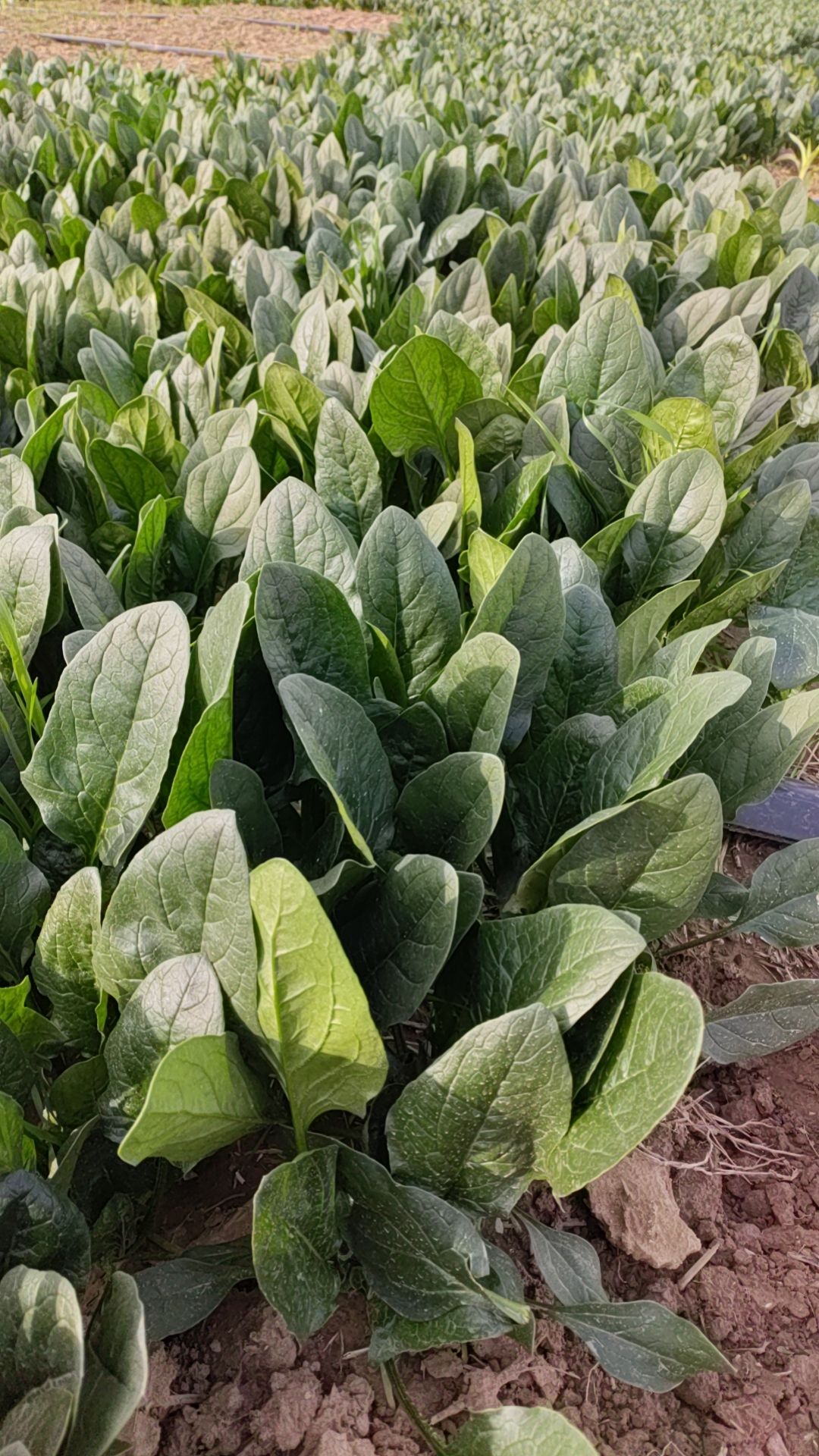 滑县豫北蔬菜批发市场 滑县万亩蔬菜基地 精品菠菜 20-30公分