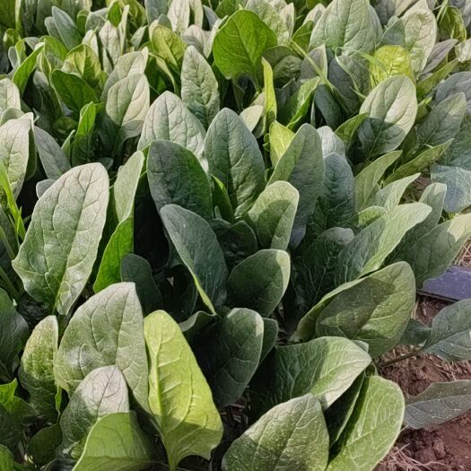 滑县豫北蔬菜批发市场 滑县万亩蔬菜基地 精品菠菜 20-30公分