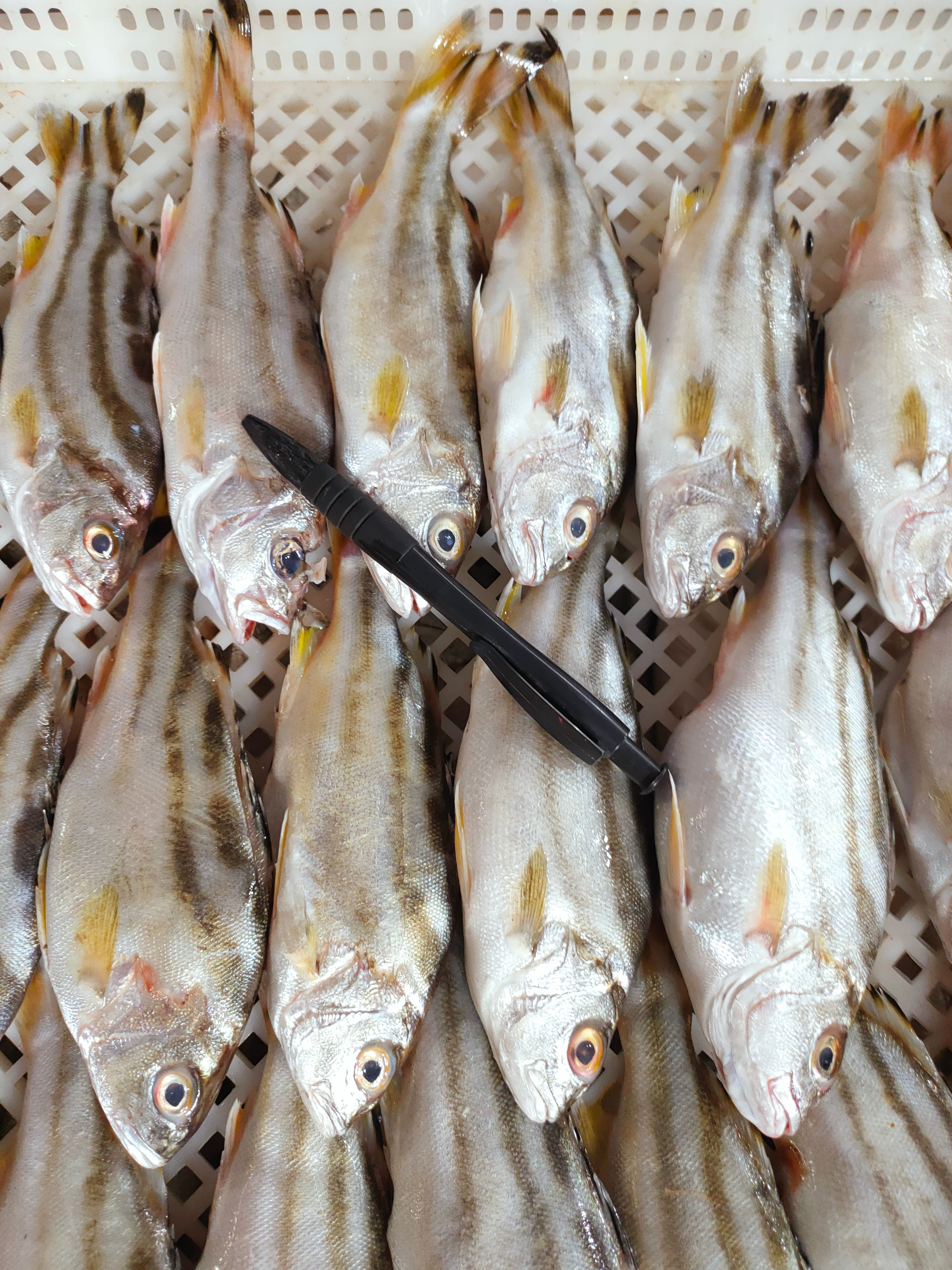 北海青花鱼、北丽公、丁公鱼、三线鱼快速网货、鲜度超好、单条冻包装