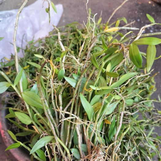 关岭县石斛 黄草石斛
