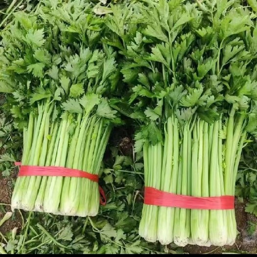 虞城县西芹