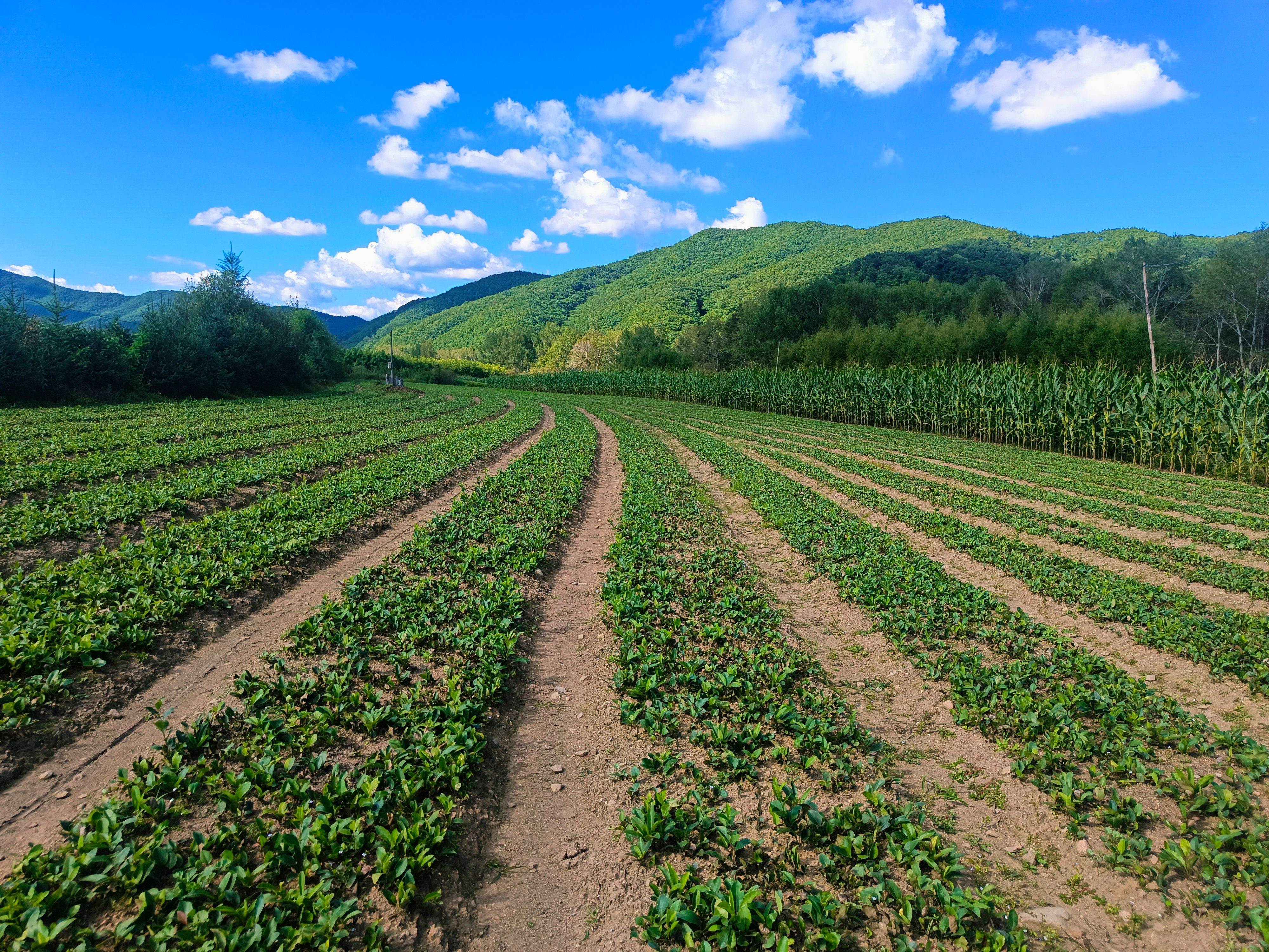 苍术种苗 北苍术种苗 北苍术朱砂点  一年苗