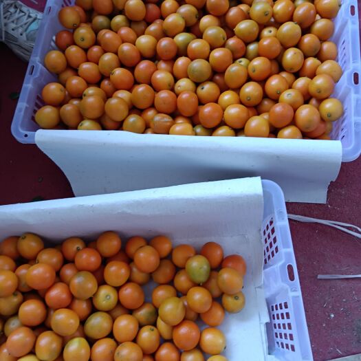 阳朔县油皮金桔