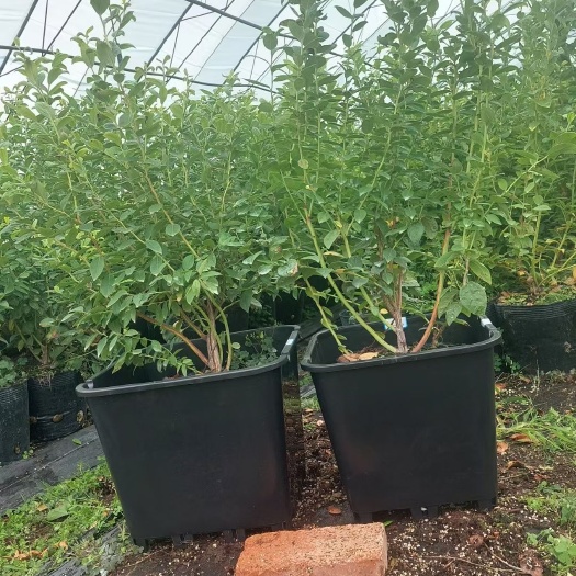 泰安莱克西蓝莓苗南高丛早熟新品种草莓苗一年至五年组培脱毒营养杯苗