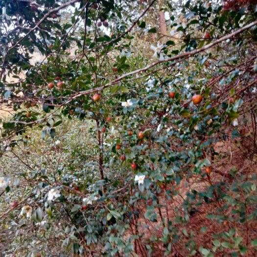 凤山县茶油