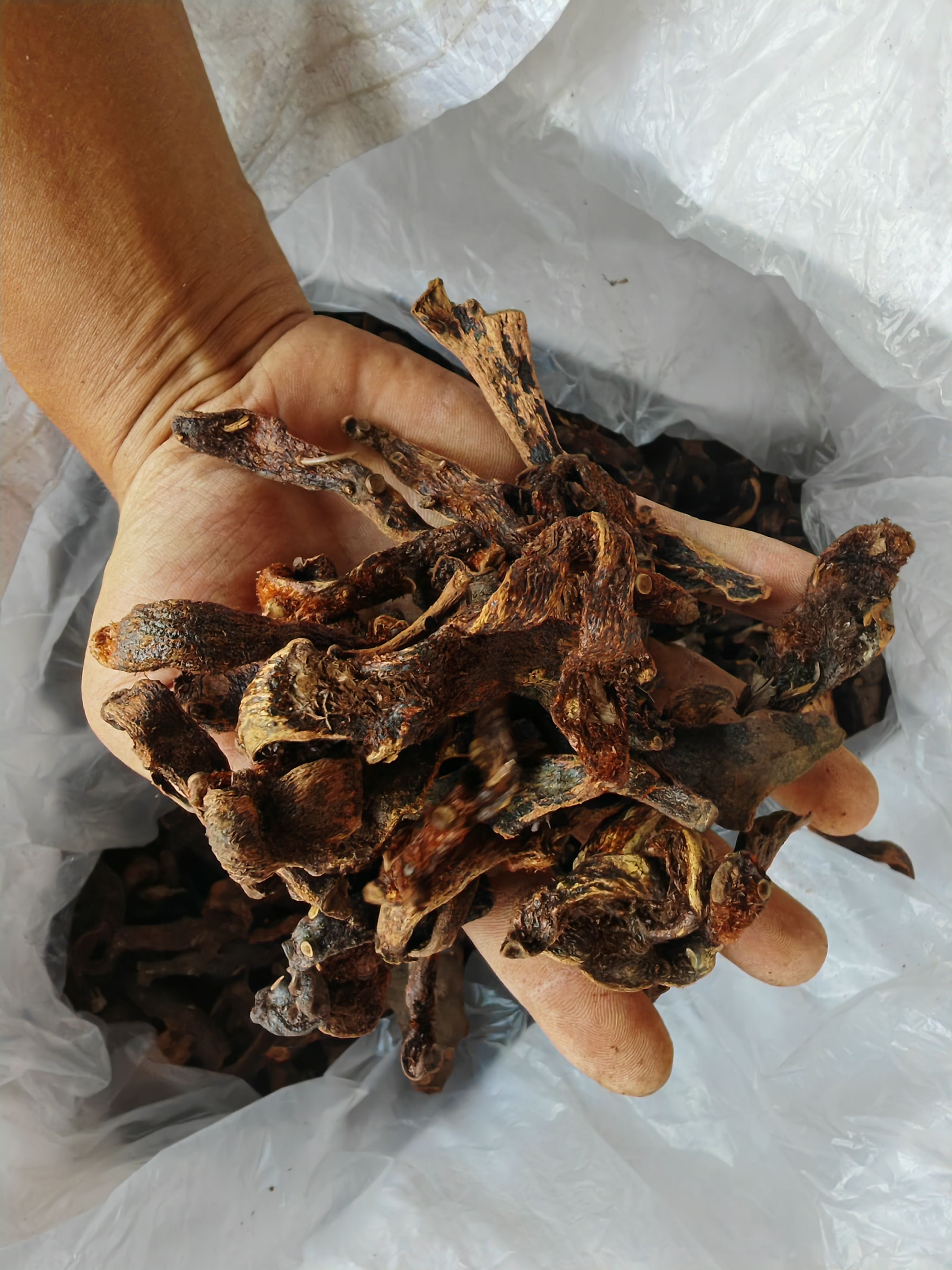 骨碎补，贵州货欢迎咨询或采购。如有得罪请多包涵
