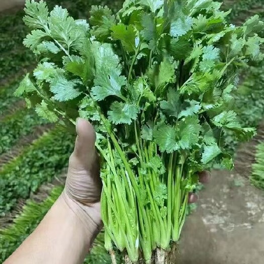 邯郸大叶香菜