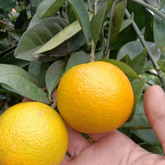 麻阳县冰糖橙是湖南麻阳老品牌优质水果，口感良好