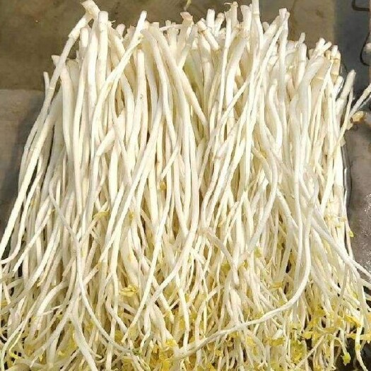 庐江县安徽庐江白芹芽