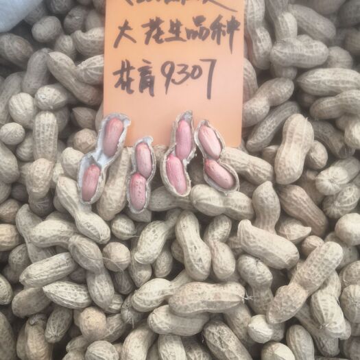 莱西市山东省花生研究所选育花育系列花生品种