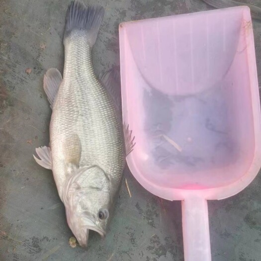 通山县大量出售，成品鲈鱼，鲈鱼苗