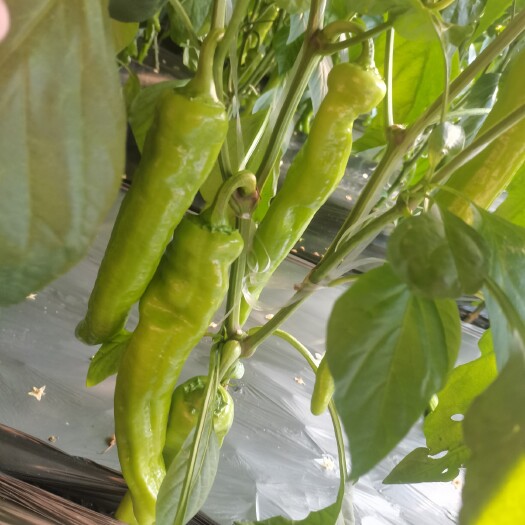 寿光市寿光工棚尖椒高温棚尖椒
