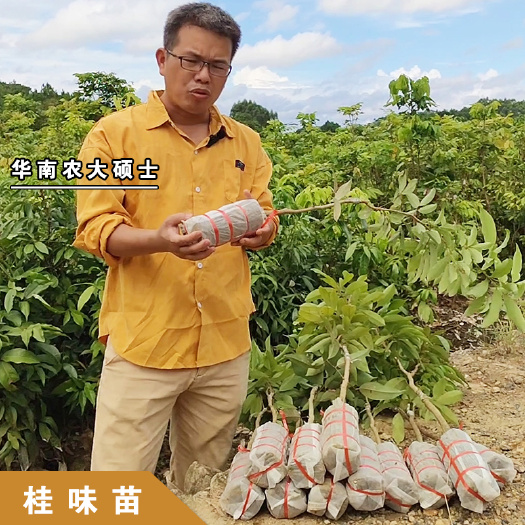 灵山县广西灵山县荔枝树苗桂味