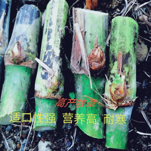 罗甸县新型皇竹草甜象草3号无毛牧草耐寒高产巨菌草红象草种节养牛羊猪