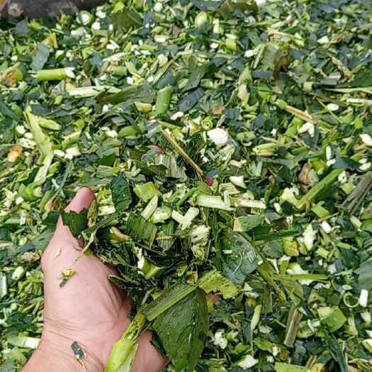 韶关青储草  惠州大量供应玉米杆，营养好价格低，牛羊养殖好饲料。
