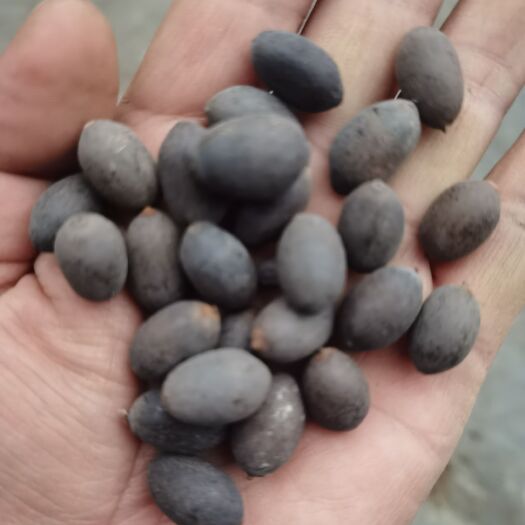 临沂莲子 壳莲子 铁莲子