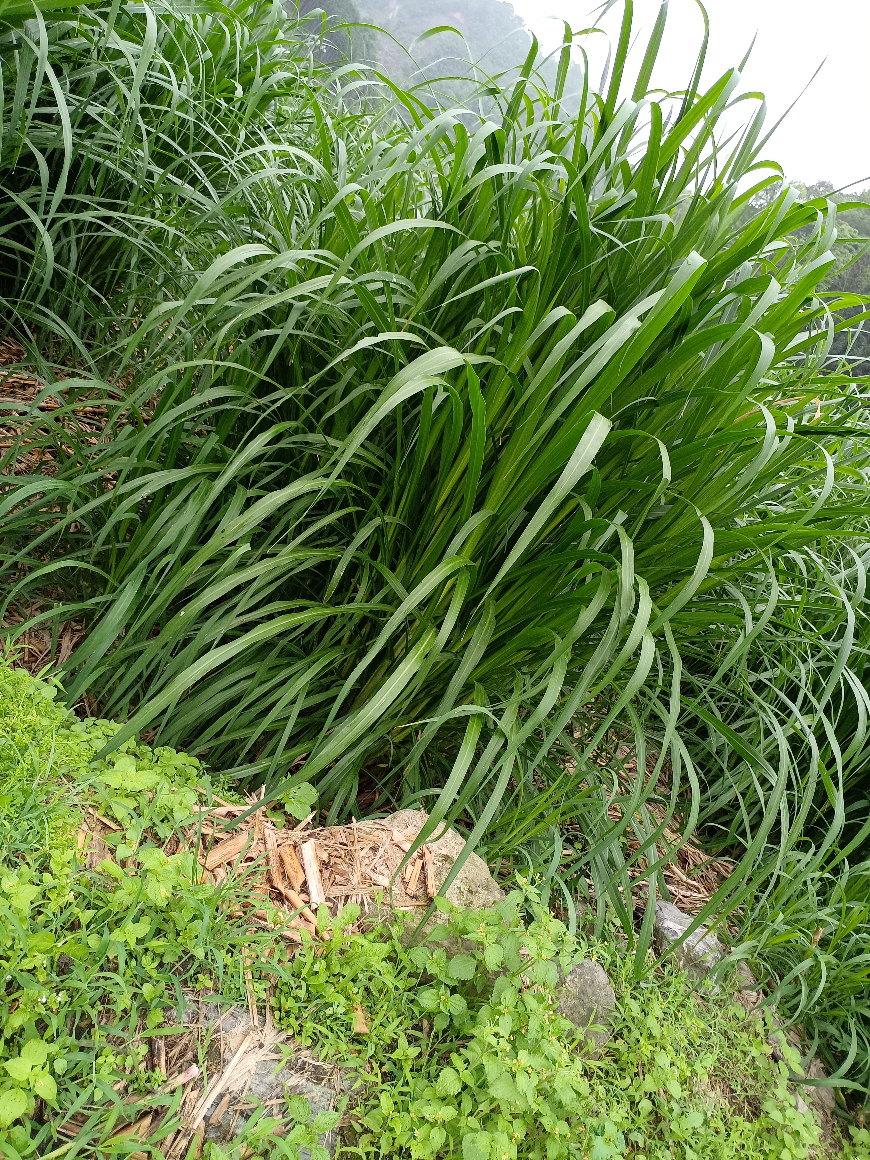 新型皇竹草甜象草3号无毛牧草耐寒高产巨菌草红象草种节养牛羊猪