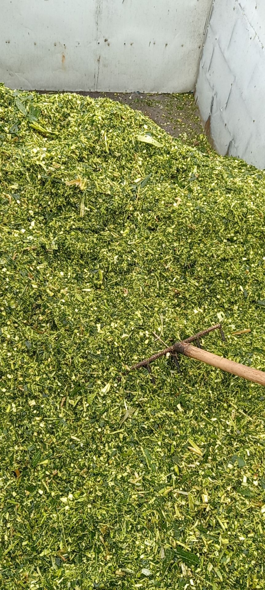 青储草  惠州大量供应玉米杆，营养好价格低，牛羊养殖好饲料。