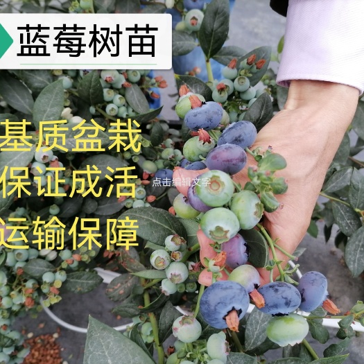 广州蓝莓树果苗批发新品种甜心多果蓝莓苗基质盆栽阳台庭院种植果树