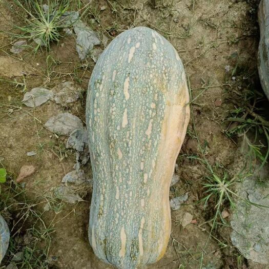 夏邑县金记蜜本南瓜种子（严选种），瓜皮橙黄色，肉厚呈橘红色，面甜