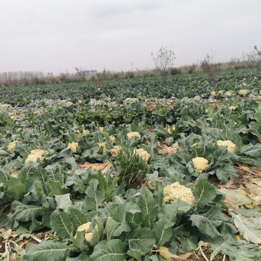 临沂自家现摘菜花