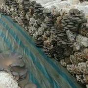 成安县鲜平菇大量上市，保证质量，欢迎全国各地的老板前来采购咨询