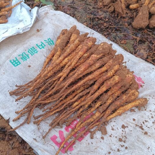 长沙紫药豆苗细毛