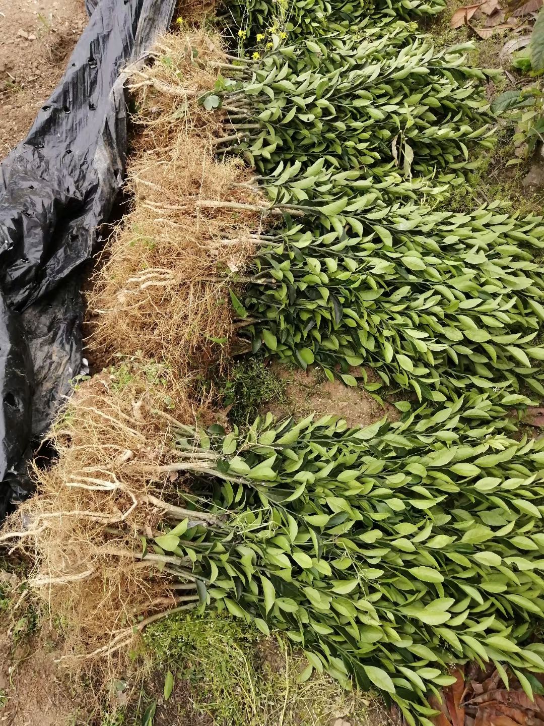 大分四号柑桔苗  大分四号早熟蜜桔苗 温州蜜桔苗 日南一号