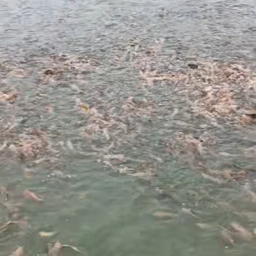 平乐县一斤12条左右塘角鱼苗