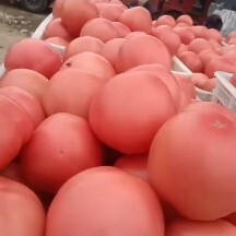 聊城西红柿，硬粉西红柿，聊城冷棚精品西红柿