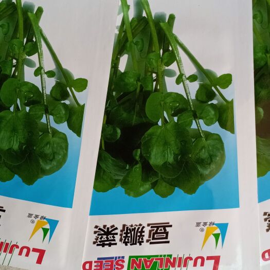 大叶豆瓣菜又称西洋菜，豆瓣菜种子（一袋2克）