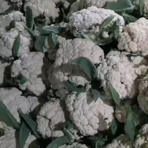 聊城白花菜花 有机花，白面青梗，产地直发量大从优价格便宜。