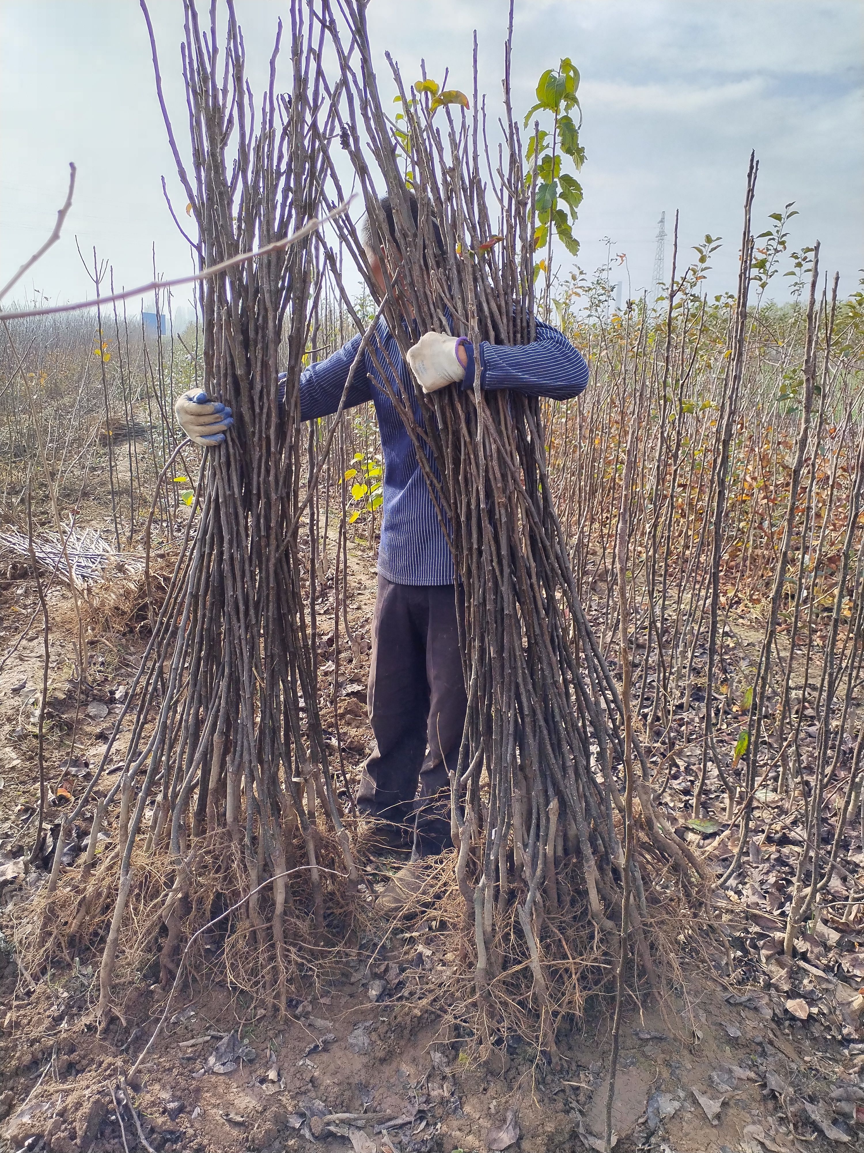 黄金梨树苗：黄冠梨树苗矮化砧木嫁接，基地直销一手苗保品种质量