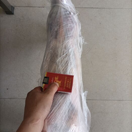 濮阳县烤全羊专用，一手货源