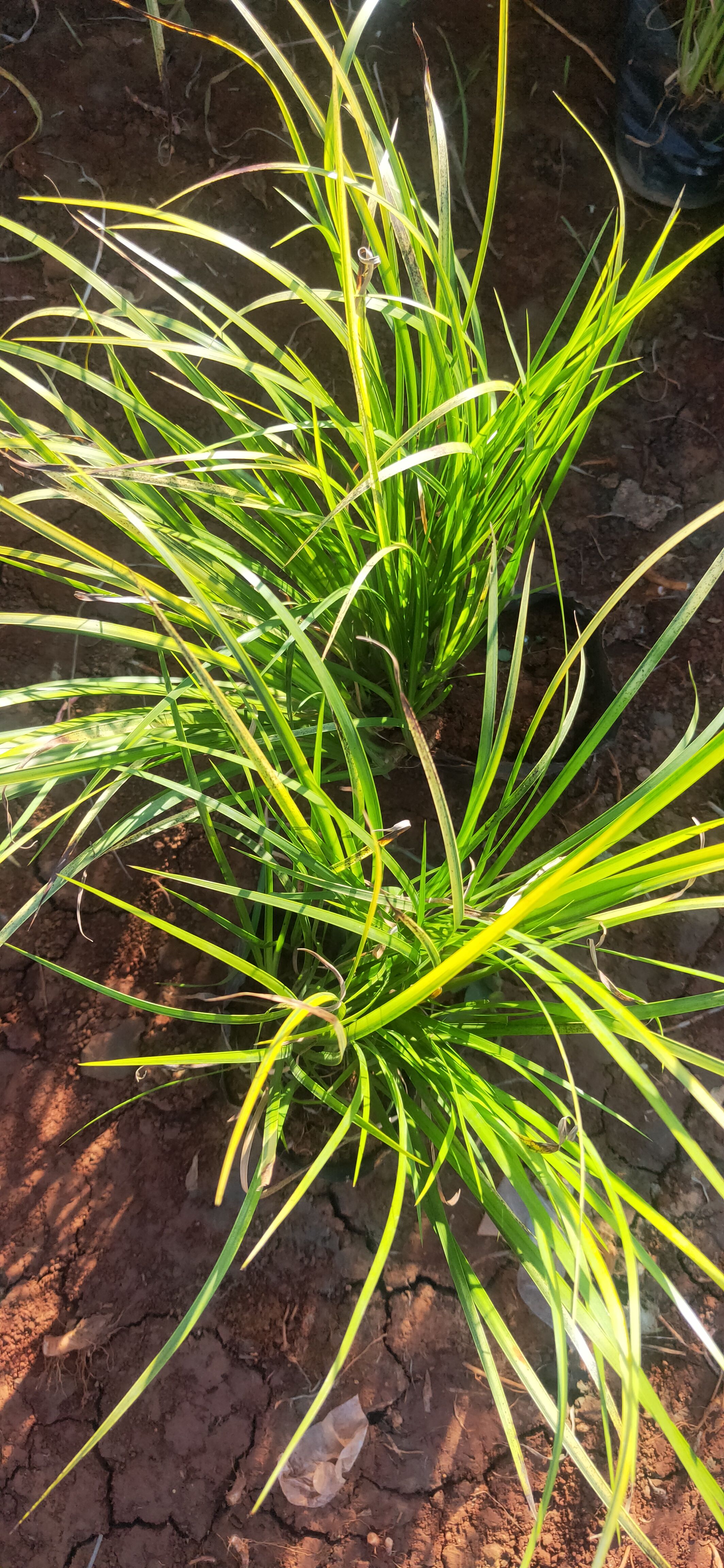 金線菖蒲 金線菖蒲一手貨源 金線菖蒲種植銷售