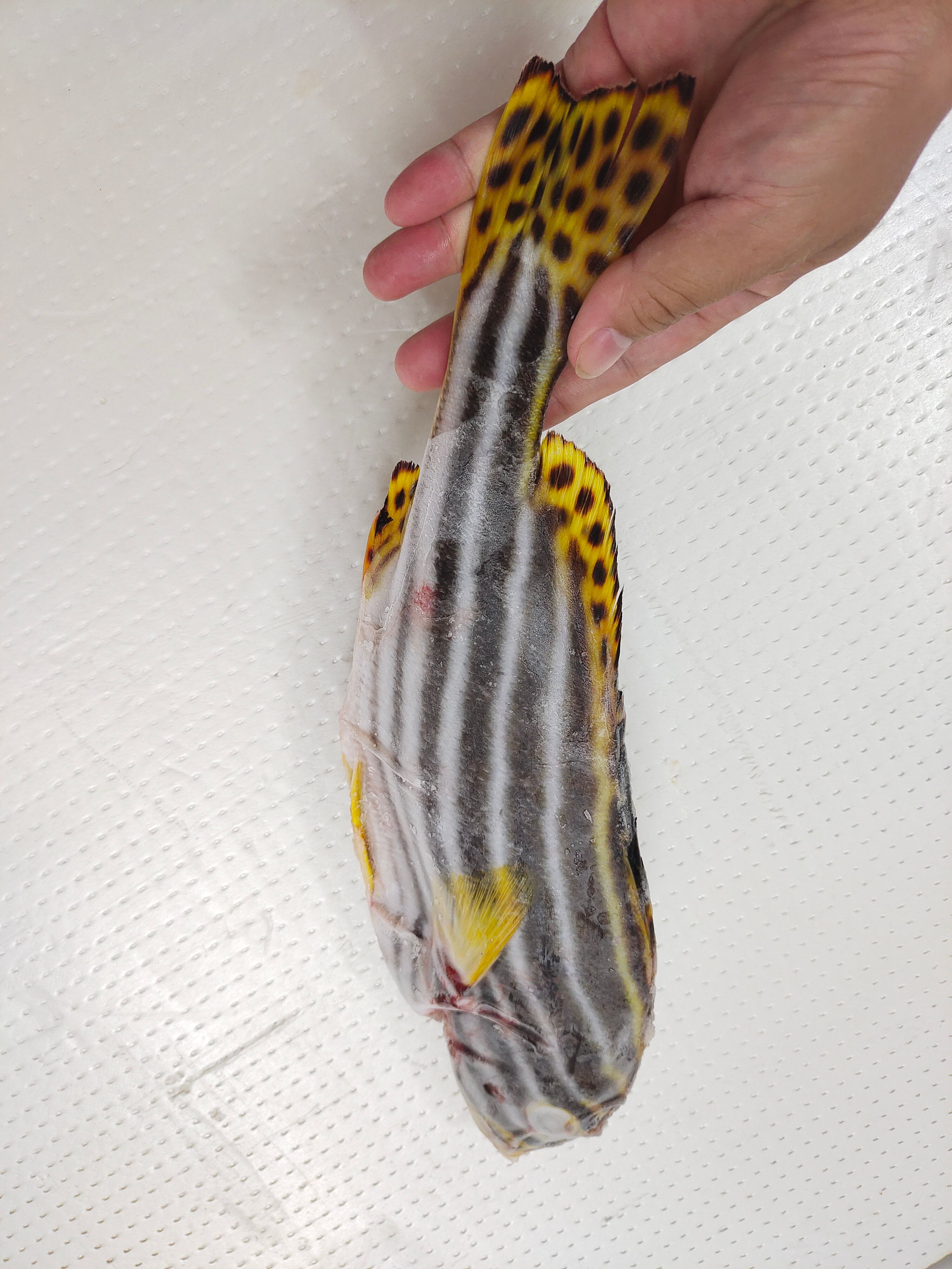 深海名贵鱼斑马鲷-冷冻斑马鲷-西沙珊瑚礁鱼斑马鲷