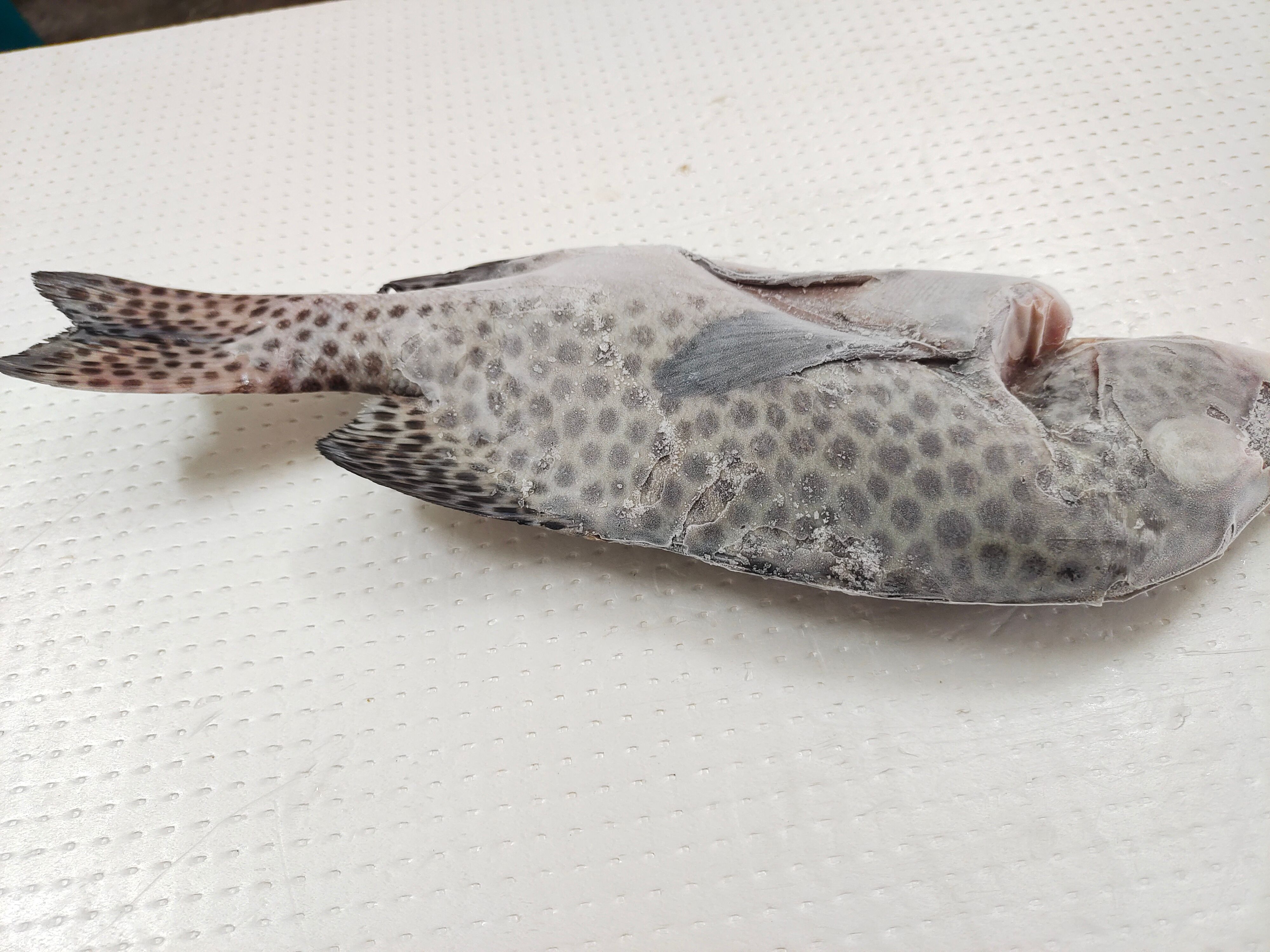 胡椒鲷鱼-西沙群岛胡椒鲷-供应海捕赤点石斑鱼